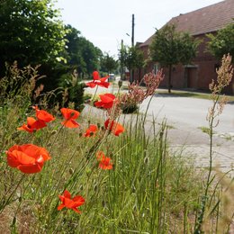 Bild 1 von 4: Eindrücke aus Bergzow