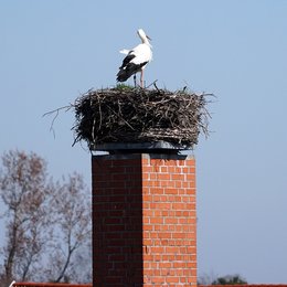 Bild 10 von 17: Eindrücke aus Parey